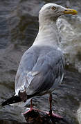 American Herring Gull