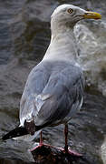 American Herring Gull