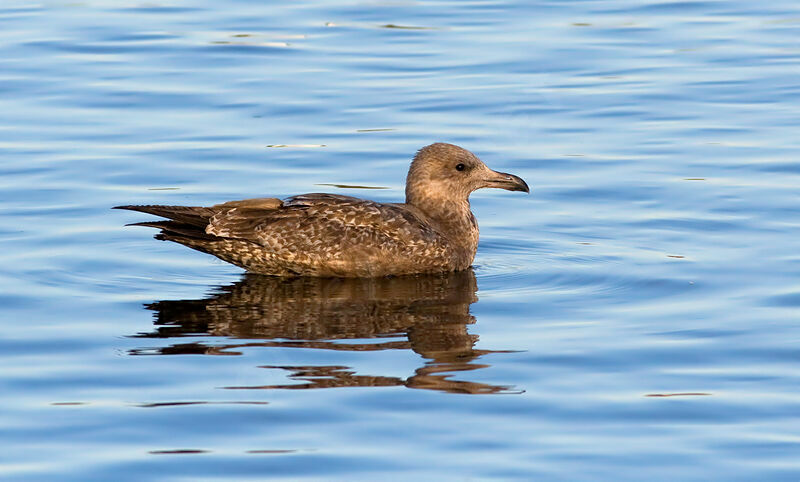 American Herring Gulljuvenile