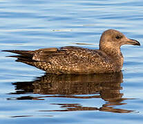 American Herring Gull