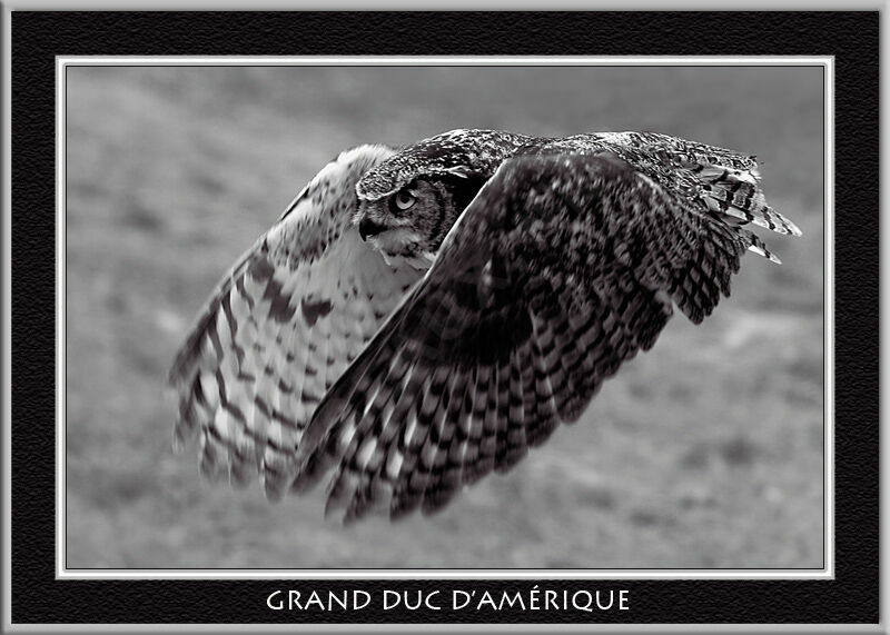 Grand-duc d'Amérique