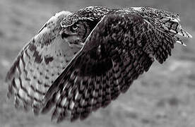 Great Horned Owl