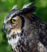 Great Horned Owl