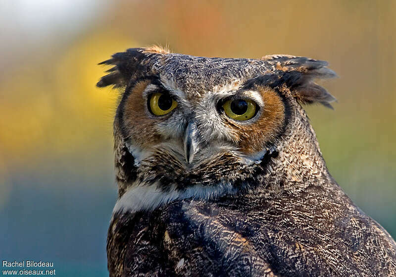 Great Horned Owladult, close-up portrait