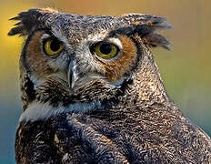 Great Horned Owl