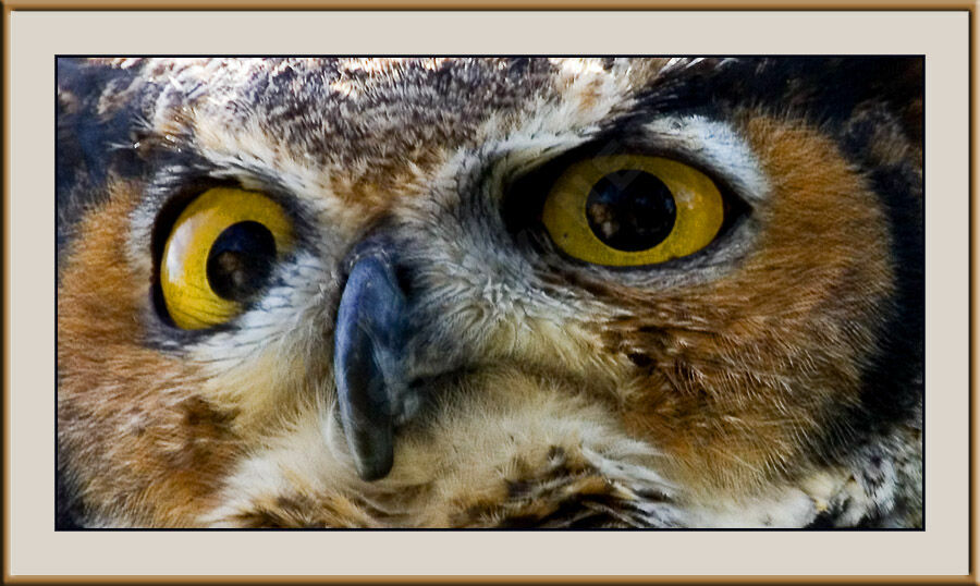 Great Horned Owl