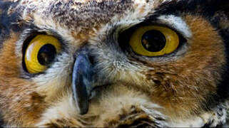 Great Horned Owl