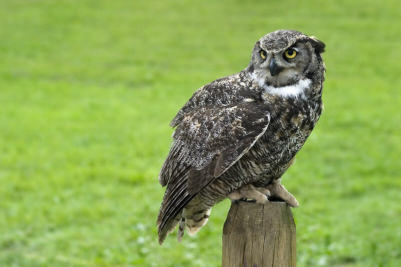 Great Horned Owl