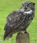 Great Horned Owl