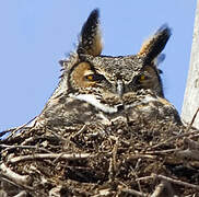 Great Horned Owl