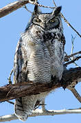 Great Horned Owl