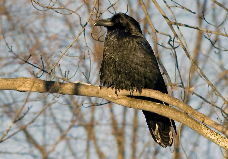 Northern Raven