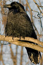 Grand Corbeau