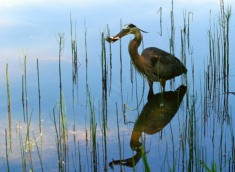 Great Blue Heron