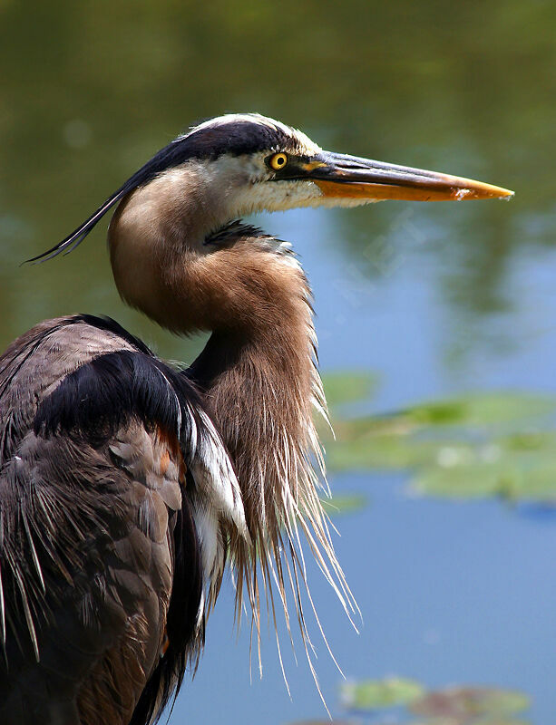 Great Blue Heron