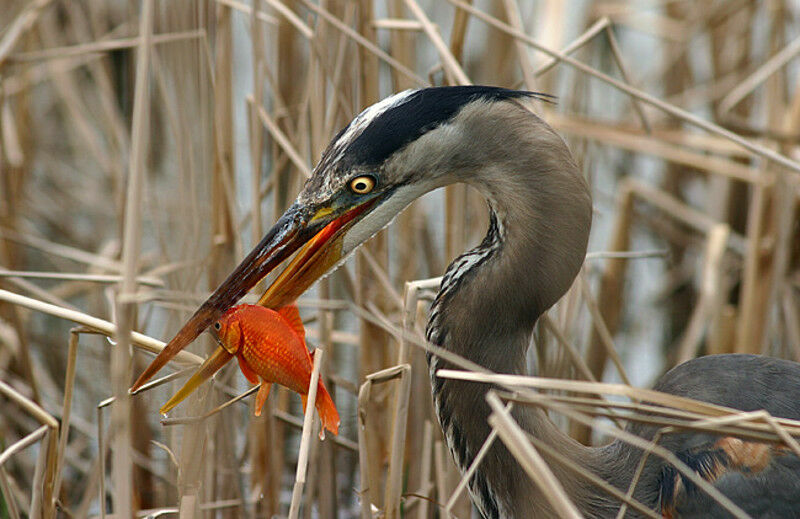 Great Blue Heron