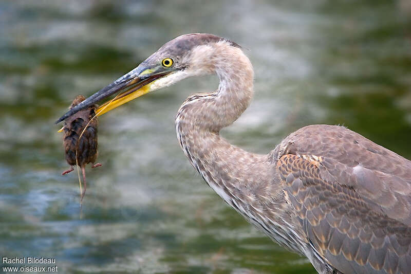 Great Blue Heronjuvenile, close-up portrait