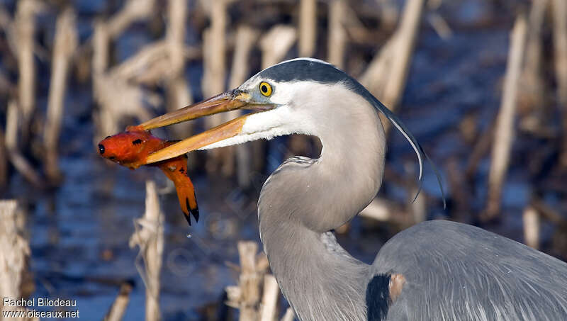 Great Blue Heronadult, close-up portrait