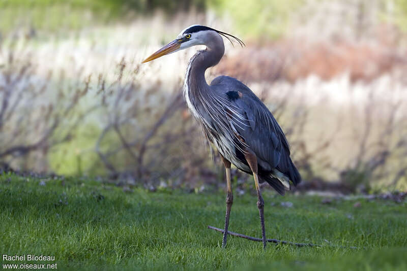 Great Blue Heronadult breeding, identification