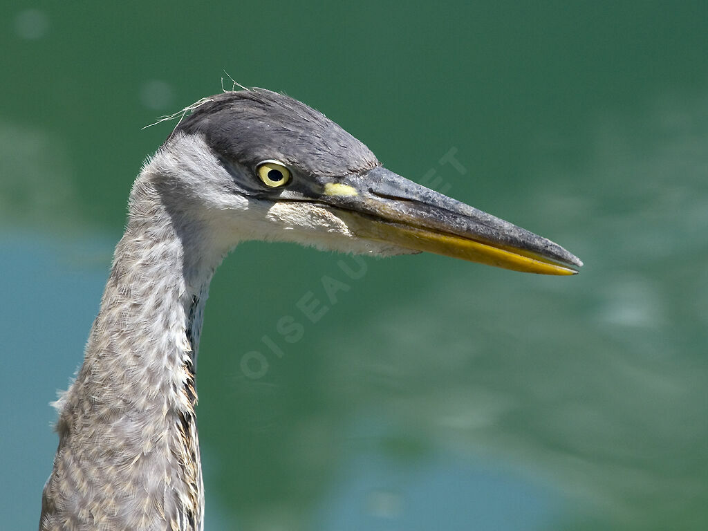 Great Blue Heronjuvenile