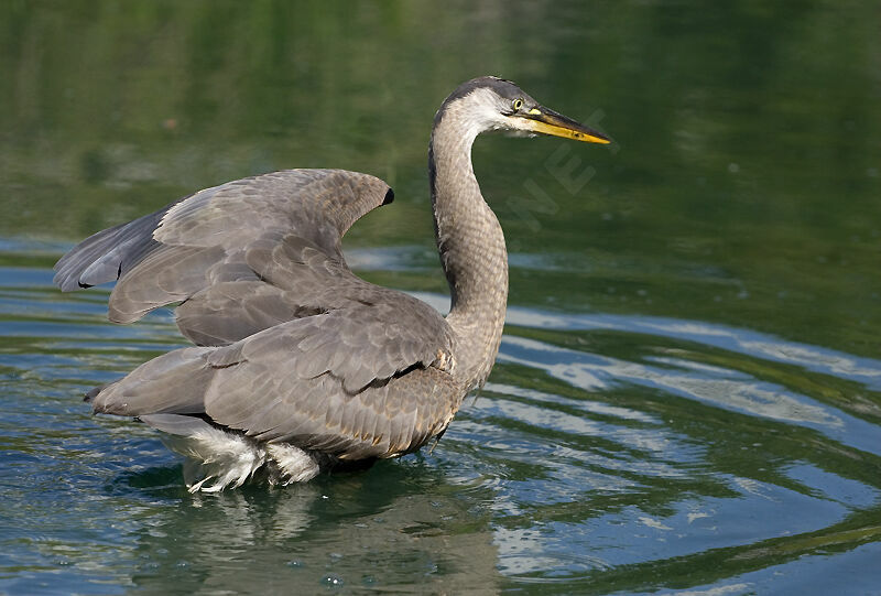Great Blue Heronjuvenile