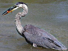 Great Blue Heron