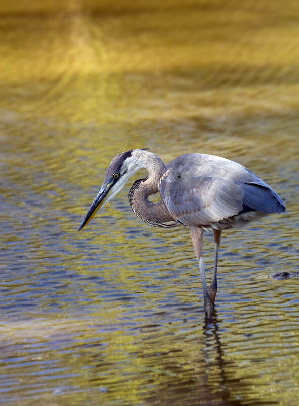 Great Blue Heron