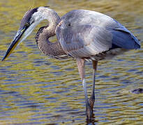 Great Blue Heron