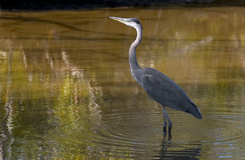 Great Blue Heron