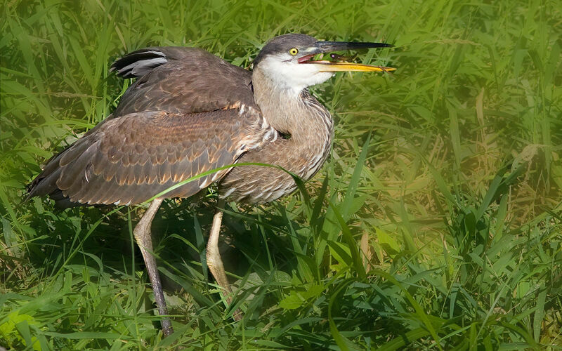 Great Blue Heron