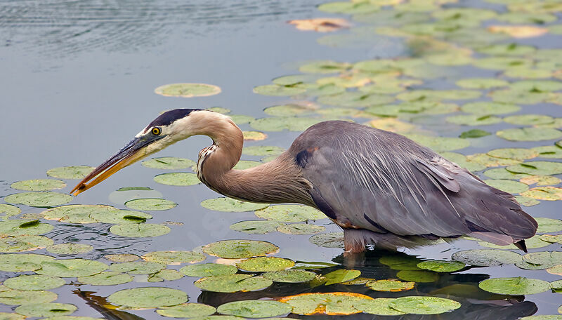 Great Blue Heron, identification, feeding habits, Behaviour