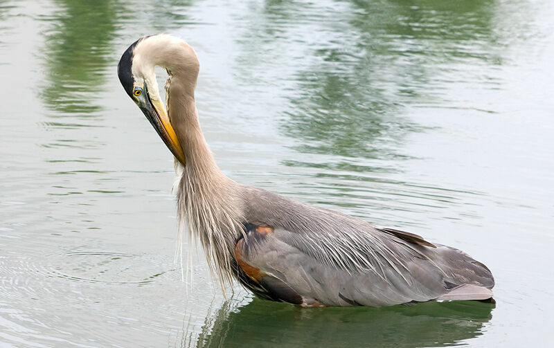 Grand Héron, identification, Comportement