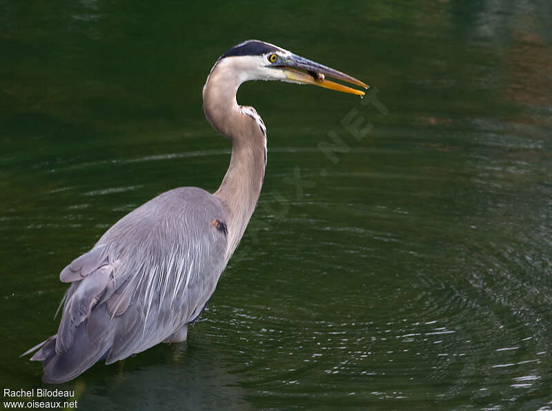 Great Blue Heron, feeding habits, Behaviour