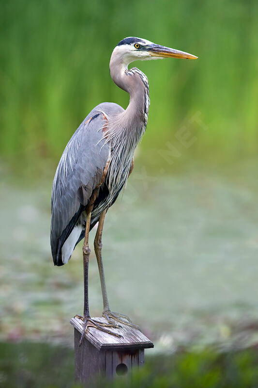 Grand Héron, identification, Comportement