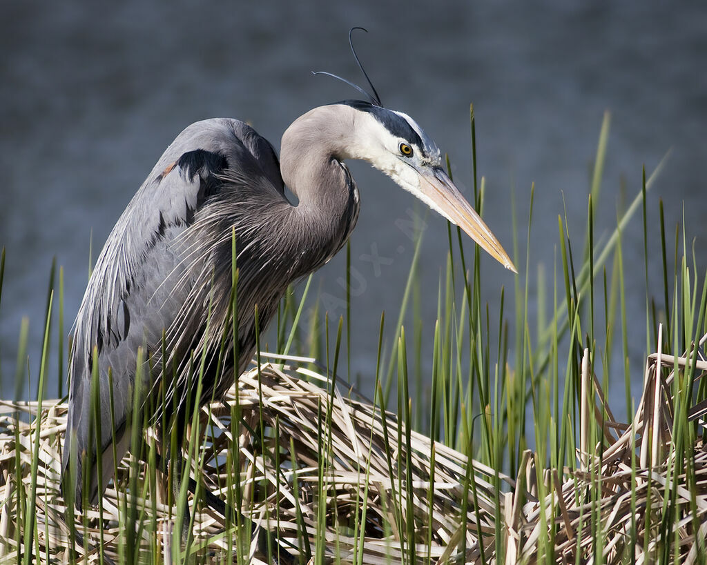 Great Blue Heron, identification, Behaviour