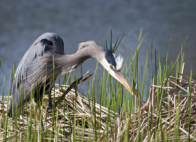 Great Blue Heron, identification, Behaviour