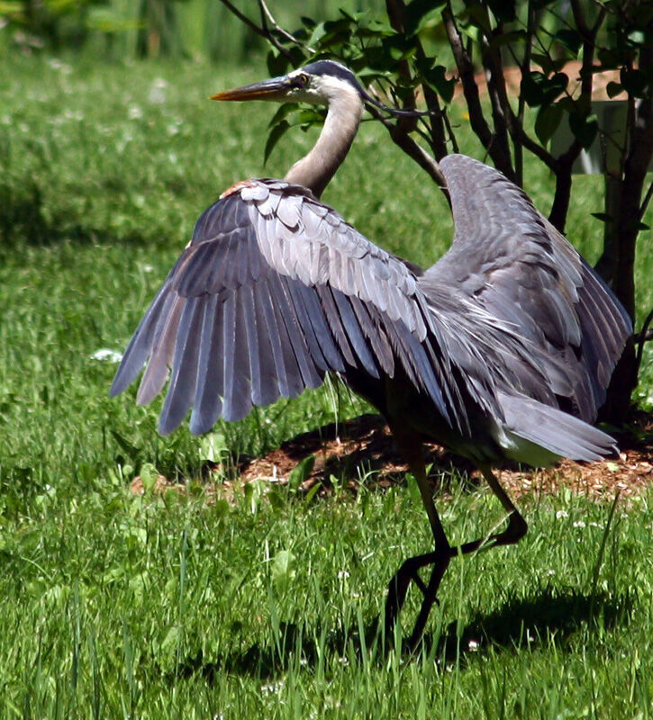 Great Blue Heron