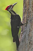 Pileated Woodpecker