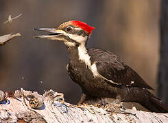 Pileated Woodpecker