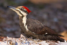 Pileated Woodpecker