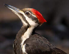 Pileated Woodpecker