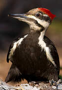 Pileated Woodpecker