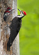 Pileated Woodpecker