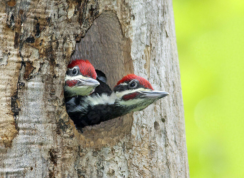 Pileated Woodpecker male juvenile, identification, Reproduction-nesting, Behaviour