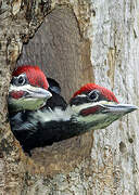 Pileated Woodpecker