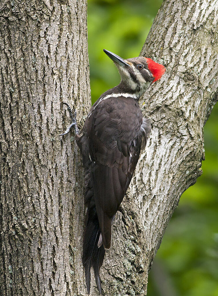 Pileated Woodpecker female adult, identification