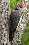 Pileated Woodpecker