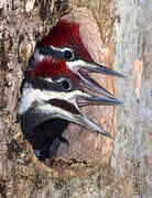 Pileated Woodpecker