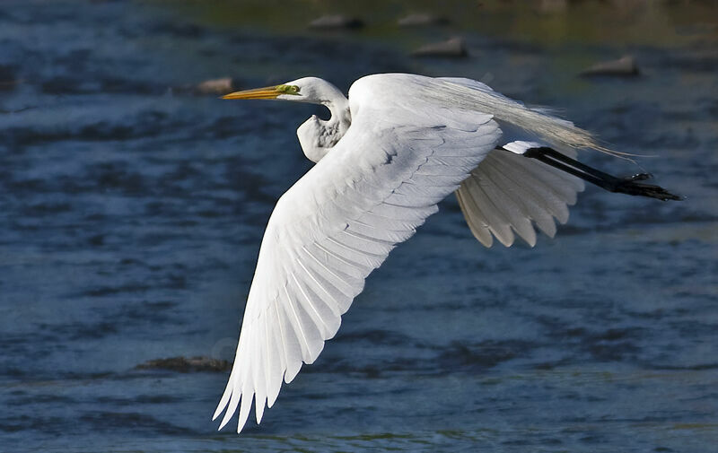 Grande Aigrette, identification, Vol, Comportement