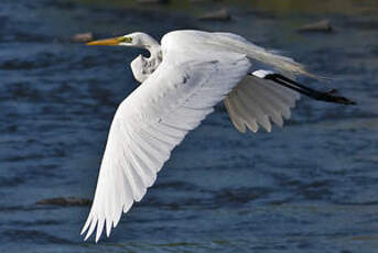 Grande Aigrette